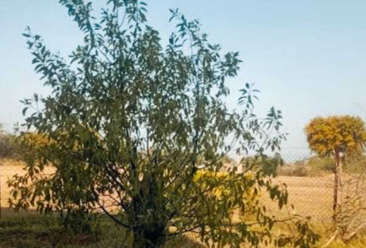 आज से 5 साल पहले स्कूल में उगाए गए थे लाल चंदन के पौधे, अब लाखों में हैं इसकी कीमत